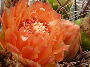 Fishhook barrel cactus flower