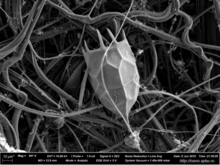 Locula of the Rotifer Keratella cochlearis, Scanning electron microscope photo. Fish01.png