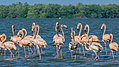 Een groep flamingo's