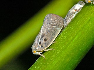 <i>Metcalfa</i> Genus of planthoppers
