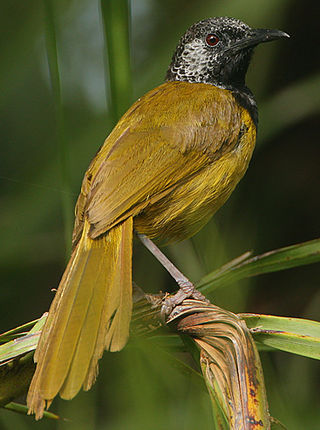 <span class="mw-page-title-main">Oriole warbler</span> Species of bird