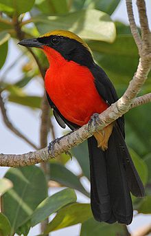 Flickr - Rainbirder - Sarı taçlı Gonolek (Laniarius barbarus) .jpg