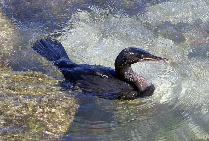 File:Flightless Cormorant (Phalacrocorax harrisi) -swimming2.jpg