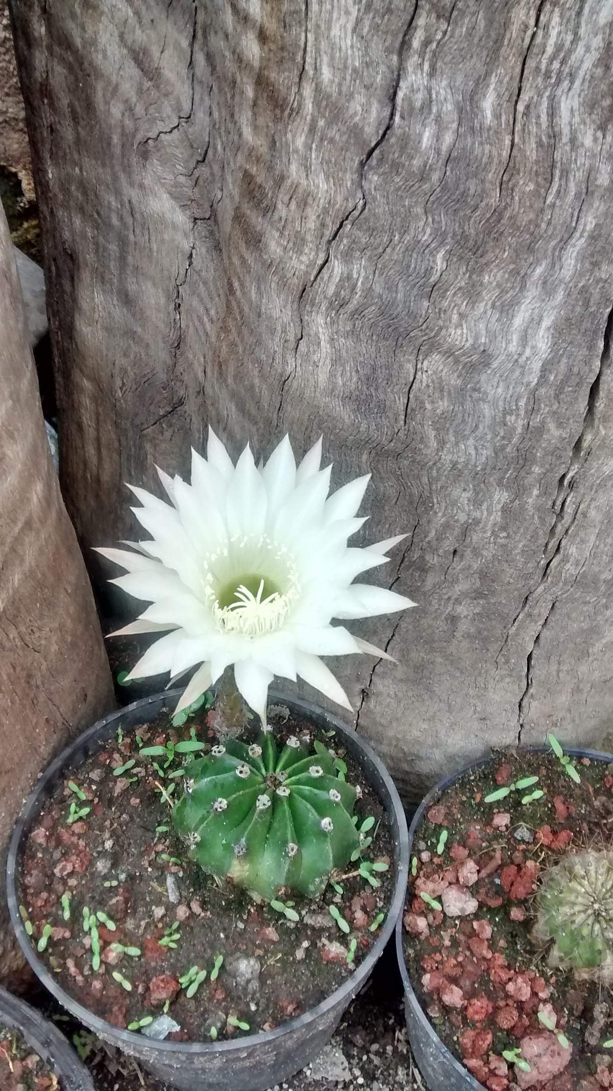 File:Flor de Cactus.jpg - Wikimedia Commons