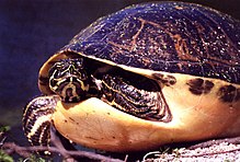 Florida Redbelly Turtle KSC00pp0306.jpg