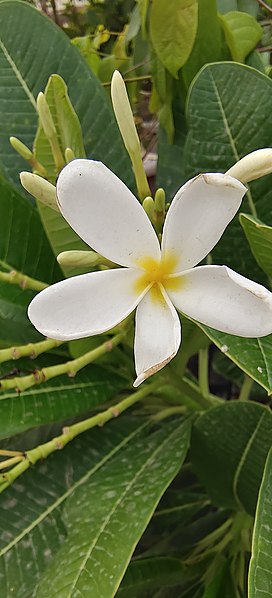 File:Flower 200.jpg