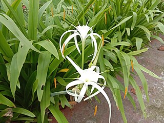 <i>Hymenocallis littoralis</i> Species of flowering plant