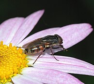 Stormina lunata (Calliphoridae)