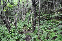 Forêt de feuillus et de résineux, sol couvert de fougères