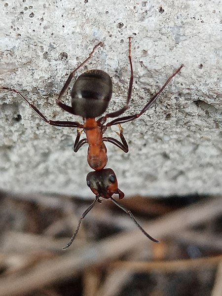 File:Formica rufa standing.jpg