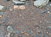 Sandiges und schlammiges Material am Fossil Beach in Sedbury, Gloucestershire, das winzige fossile Fragmente enthält.