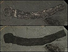 Fossiles d'Oesia disjuncta.jpg