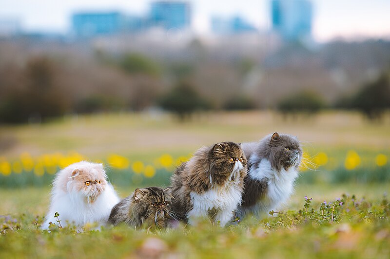File:Four Persian Cats (52750642974).jpg