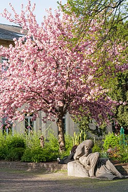 Blühender Baum am Anatomiegarten in Heidelberg, Germany