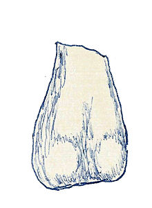 Holotype femur of Fulgurotherium australe Fulgurotherium australe.jpg