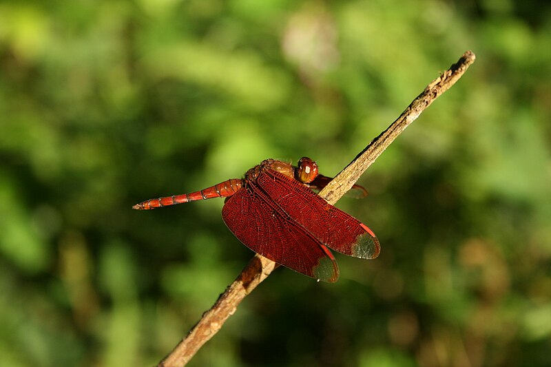 File:Fulvous forest skimmer from Joypur Reserved Forest Assam IMG 6836.jpg