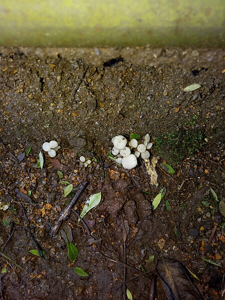 File:Fungi-89-bsi-yercaud-salem-India.jpg