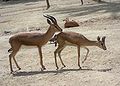 Um casal na época do acasalamento