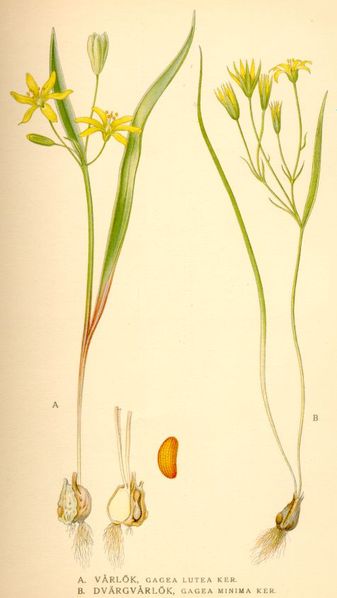 File:Gagea lutea and minima.jpg