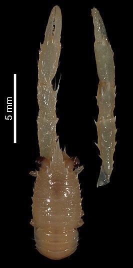 Galathea anepipoda