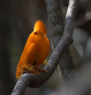 Lowland rock cock (Rupicola rupicola)