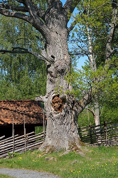 File:Gammal ek på Ängsö.jpg