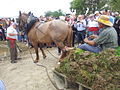 Transport de garbes d'arròs amb carro per ser plantades a la Festa de la Plantada, festa tradicional de l'arròs que s'organitza al Parc Natural del Delta de l'Ebre