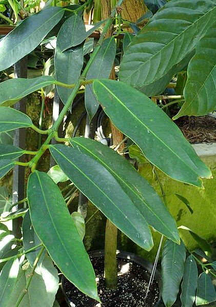 File:Garcinia xanthochymus kz1.jpg