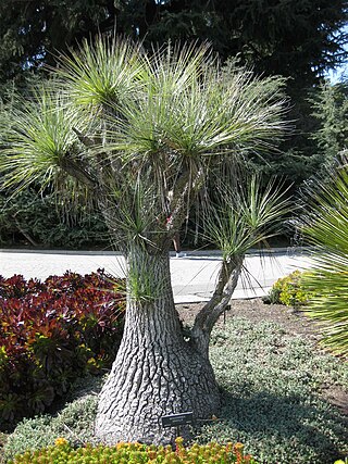 <i>Beaucarnea gracilis</i> Species of flowering plant