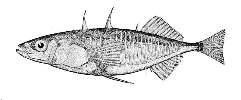 File:Gasterosteus aculeatus aculeatus.jpg
