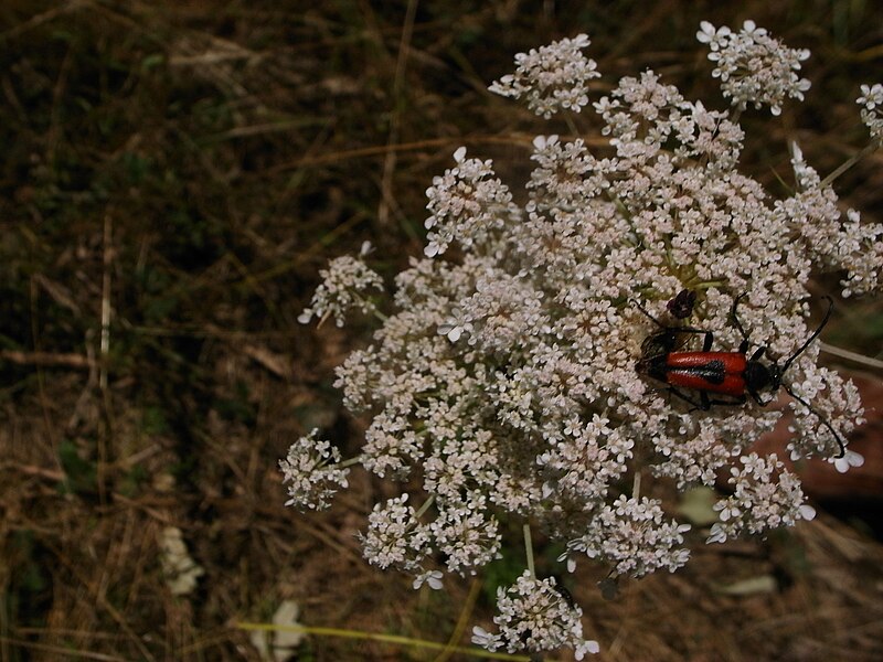 File:Gavoi Käfer 1.jpg