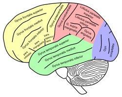 Inferior frontal gyrus - Wikipedia