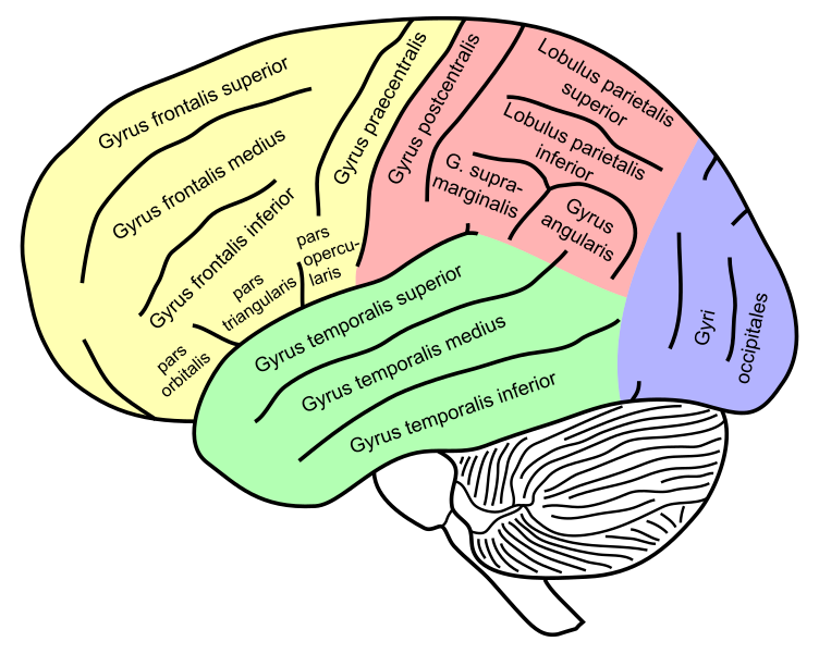 File Gehirn Lateral Hauptgyri Beschriftet Svg Wikimedia