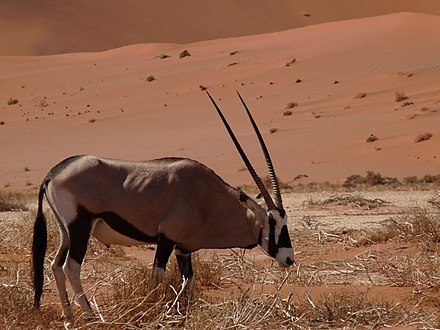 A gemsbok grazing in Sossusvlei