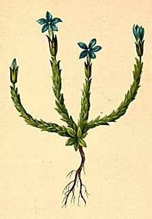 <i>Gentiana prostrata</i> Species of plant