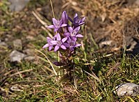 Gentianella lutescens