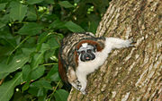 Geoffroy's tamarin Geoffroy's Tamarin (Saguinus geoffroyi) 3.jpg