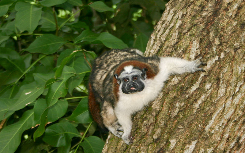 File:Geoffroy's Tamarin (Saguinus geoffroyi) 3.jpg