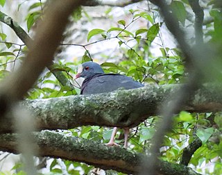 <span class="mw-page-title-main">White-fronted quail-dove</span> Species of bird