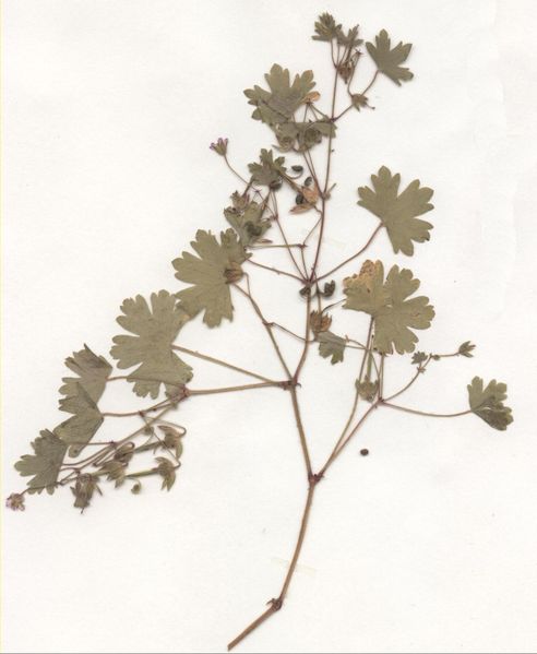 File:Geranium rotundifolium Herbar.jpg