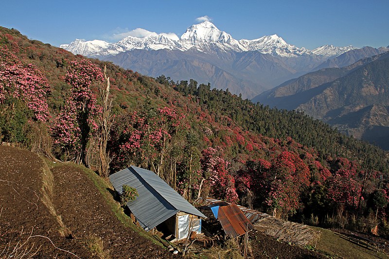 File:Ghorepani-34-Haus-Rhododendron-2013-gje.jpg