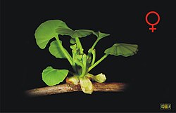 Estróbilos femininos dunha planta femia de Ginkgo biloba