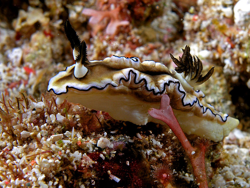 File:Glossodorid nudibranch komodo.jpg