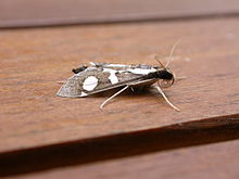 Glyphodes bicolor.jpg