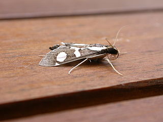 <i>Glyphodes bicolor</i> species of insect