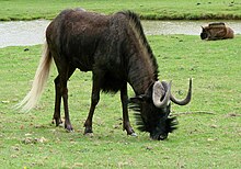 Vitsvansad gnu