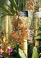 Gongora galeata Habitus and flowers