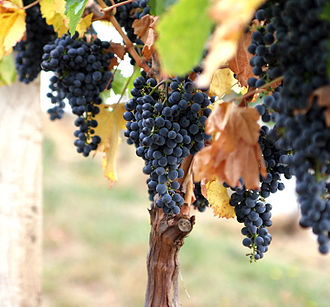 Grape vine and fruit Grapes02.jpg