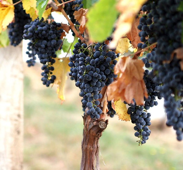 Grape vine and fruit