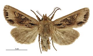 <i>Ichneutica fenwicki</i> Species of moth